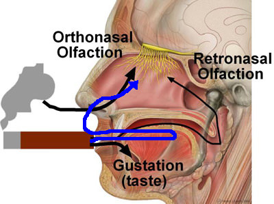 葉巻の吸い方・楽しみ方│レトロヘイリング 葉巻喫煙技法｜葉巻/シガー初心者の喫煙レビューブログ｜レトロヘイリング”フレンチ・スモーキング”画像2